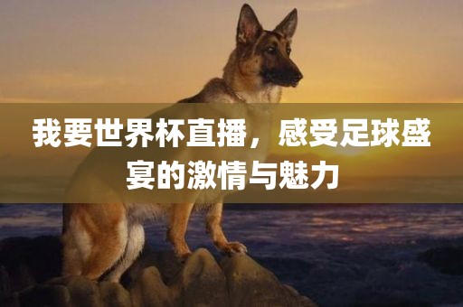 我要世界杯直播，感受足球盛宴的激情与魅力漯河市盈旭机械设备有限公司