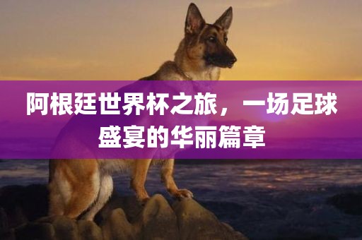 阿根廷世界杯之旅，一场足球盛宴的华丽篇章