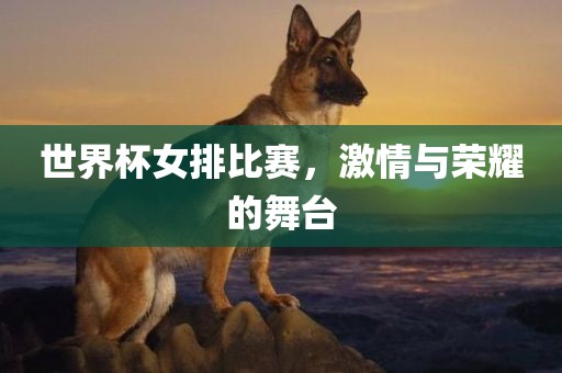世界杯女排比赛，激情与荣耀的舞台