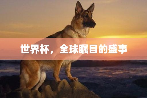 世界杯，全球瞩目的盛事