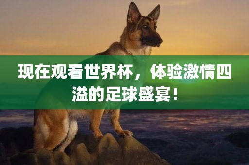 现在观看世界杯，体验激情四溢的足球盛宴！漯河市盈旭机械设备有限公司