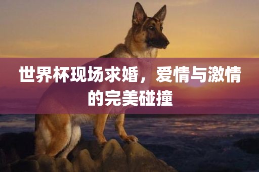 世界杯现场求婚，爱情与激情的完美碰撞漯河市盈旭机械设备有限公司