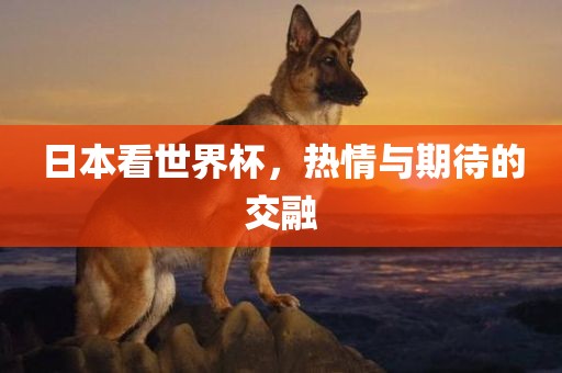 日本看世界杯，热情与期待的交融